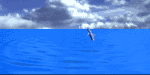 dolphin2_jpm_sm_sky.gif (38769 bytes)